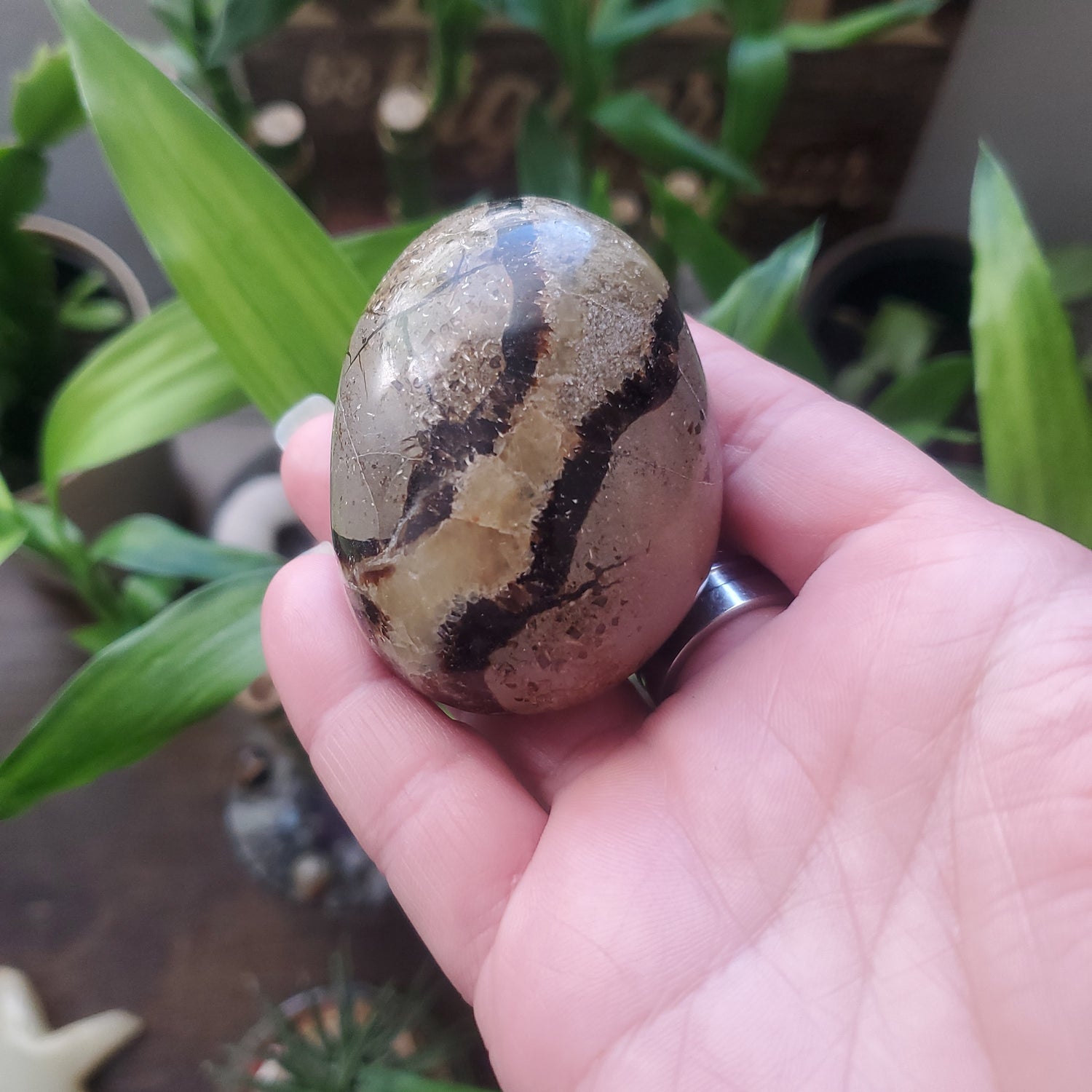 Septarian Palm Stones Crystals/Dragon Stone/Septarian Crystal - Healing Plants Miami