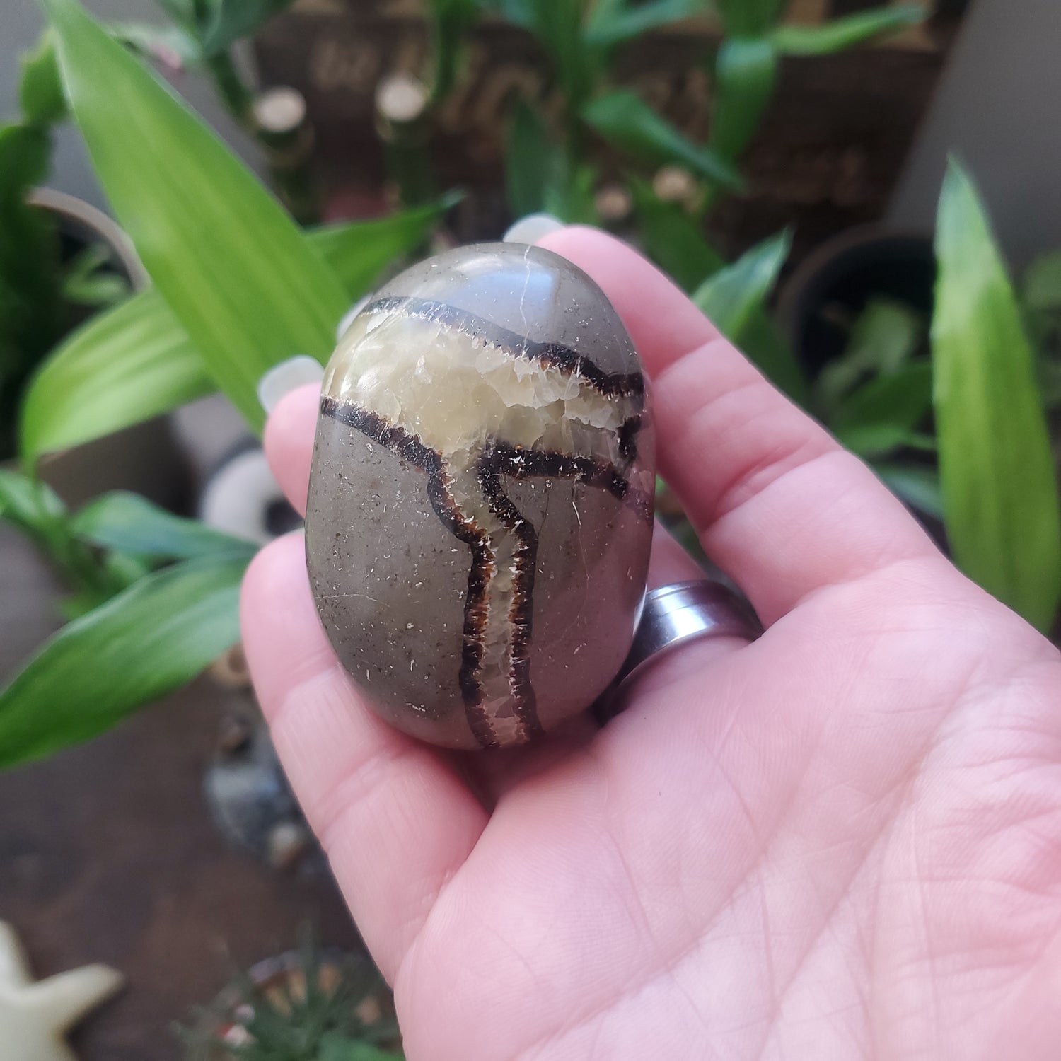 Septarian Palm Stones Crystals/Dragon Stone/Septarian Crystal - Healing Plants Miami