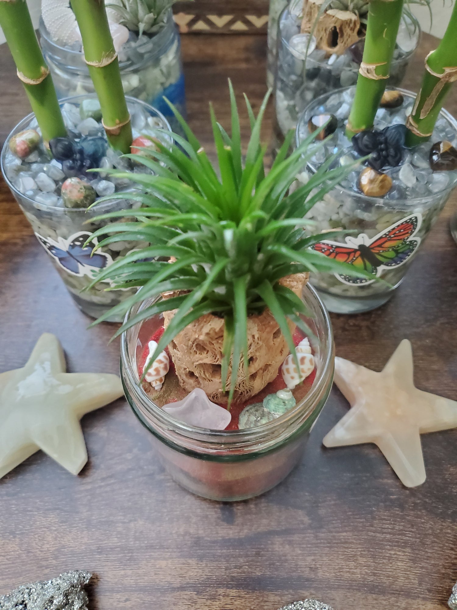 Air Plant on Cholla Wood with Colored Sand & Clear Quartz Star Crystal / Air plant with Sea Urchin and Crystals/Housewarming Gift - Healing Plants Miami