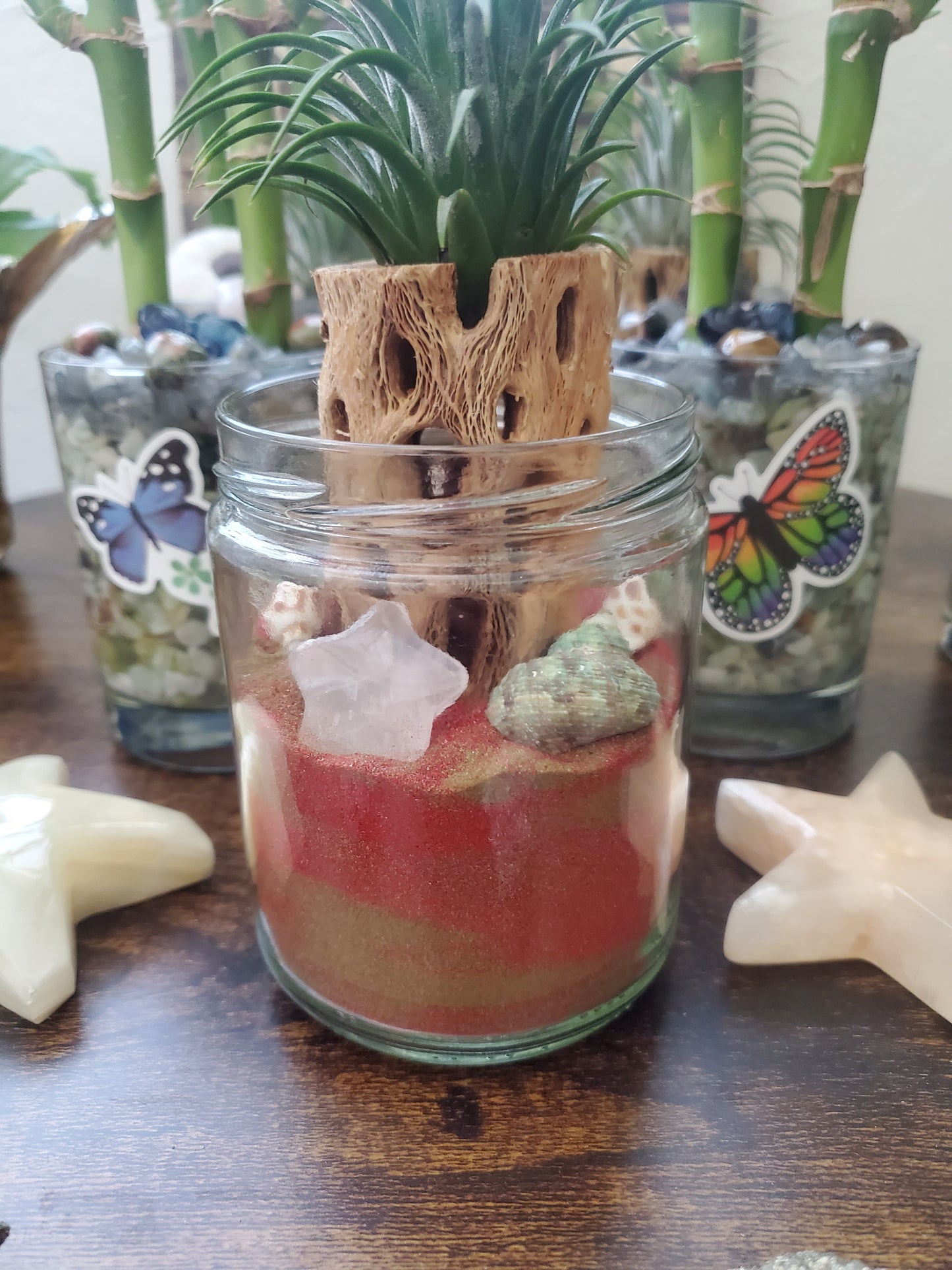 Air Plant on Cholla Wood with Colored Sand & Clear Quartz Star Crystal / Air plant with Sea Urchin and Crystals/Housewarming Gift - Healing Plants Miami